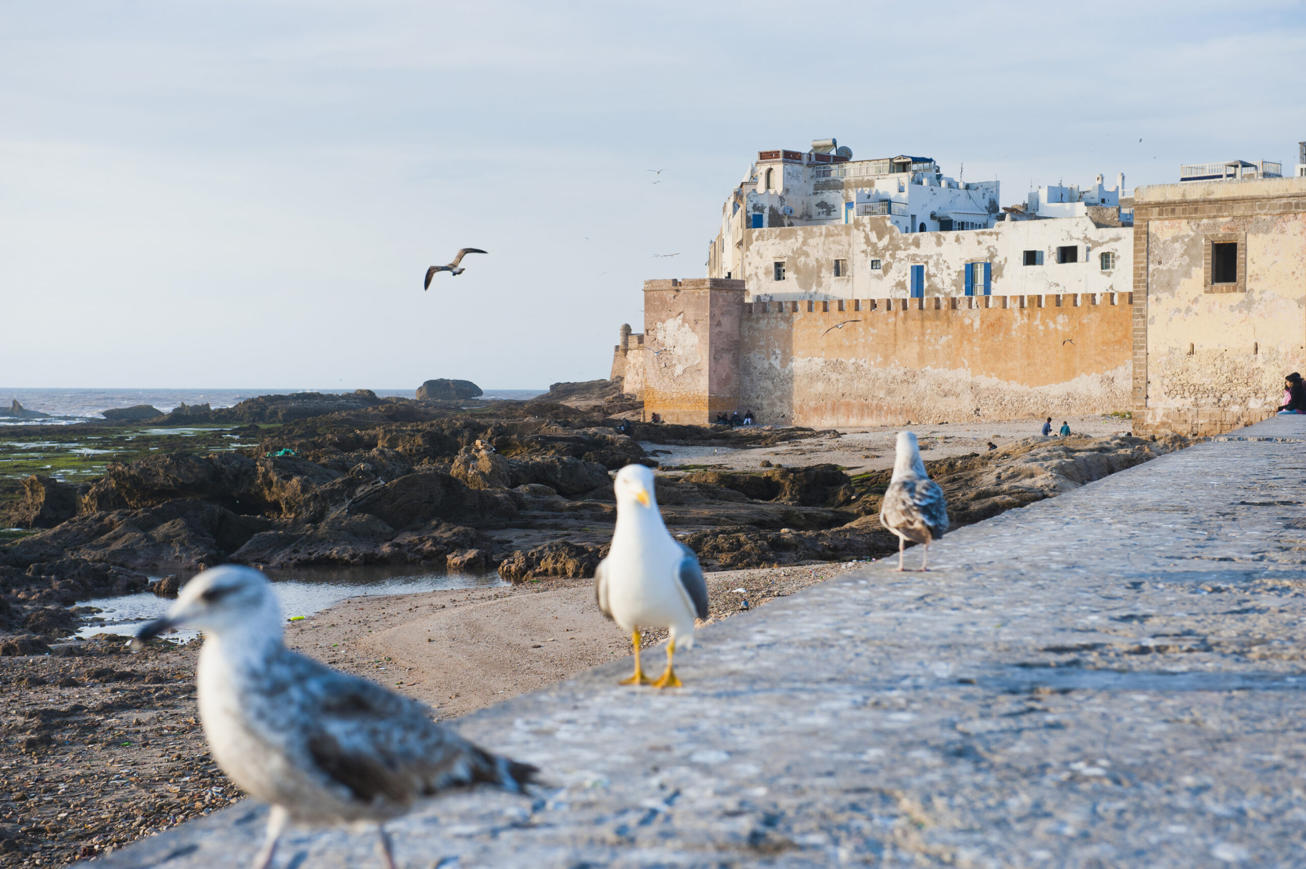 Marrakech to Essaouira Day Trip