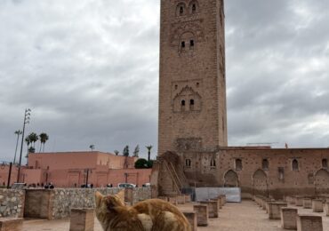 explore marrakech
